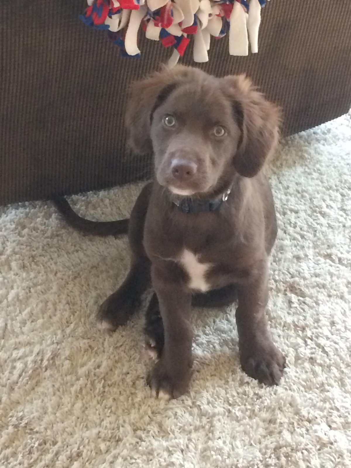 Помесь хаски и лабрадора