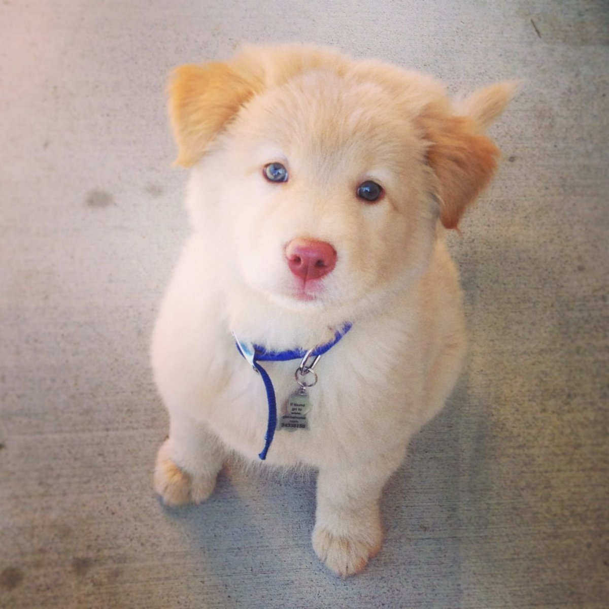 Метис лабрадора и хаски