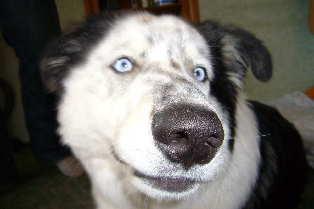 Лабрадор и хаски