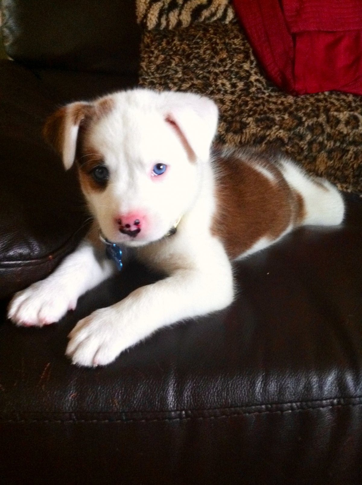 Метис лабрадора и хаски