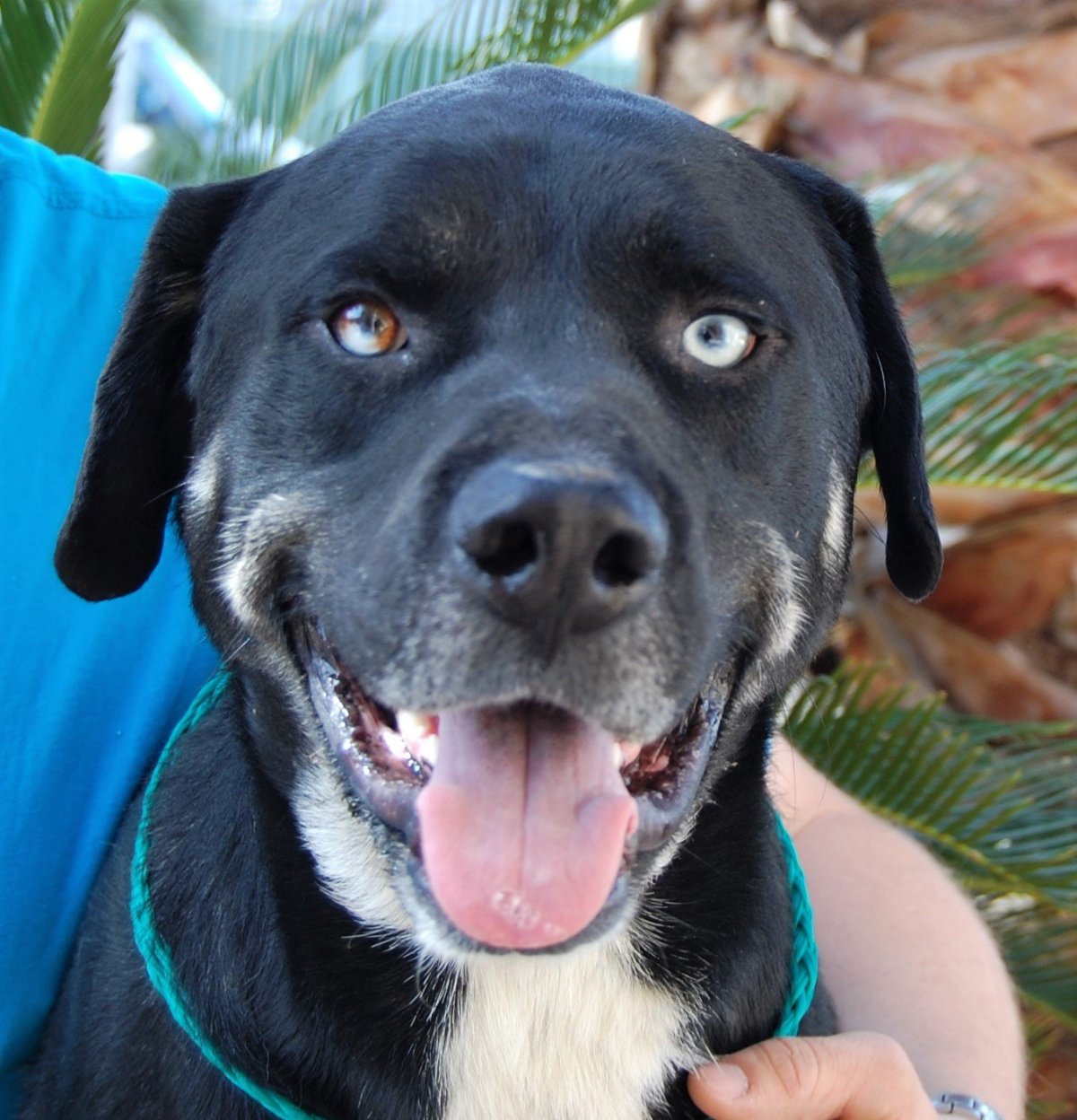 Помесь хаски и лабрадора