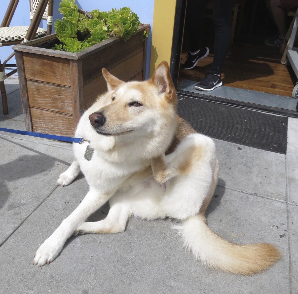 Помесь хаски и лабрадора