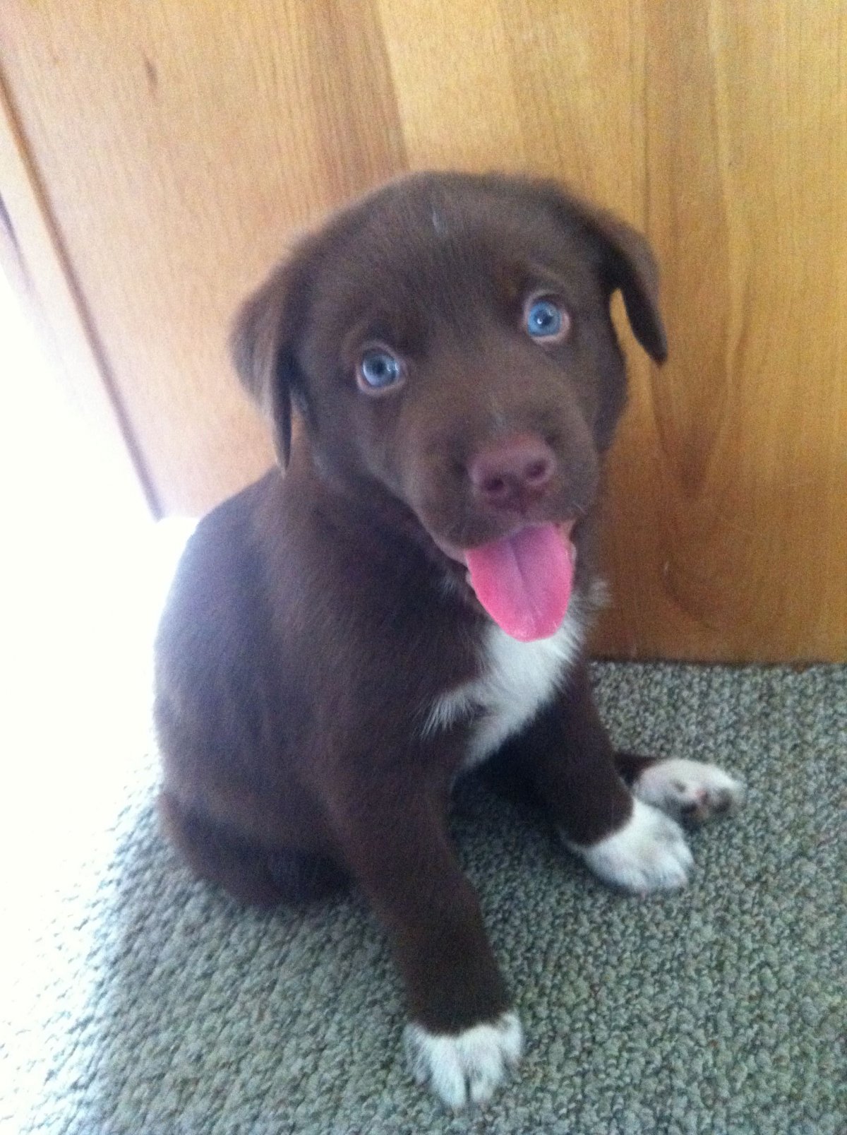 Смешная порода лабрадора и хаски