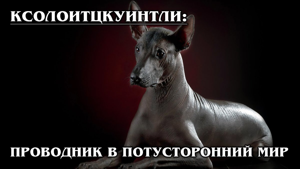 Ксолоитцкуинтли проводник в загробный мир