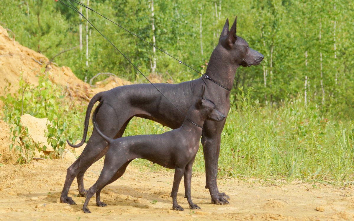 Ксолоитцкуинтли тайна Коко