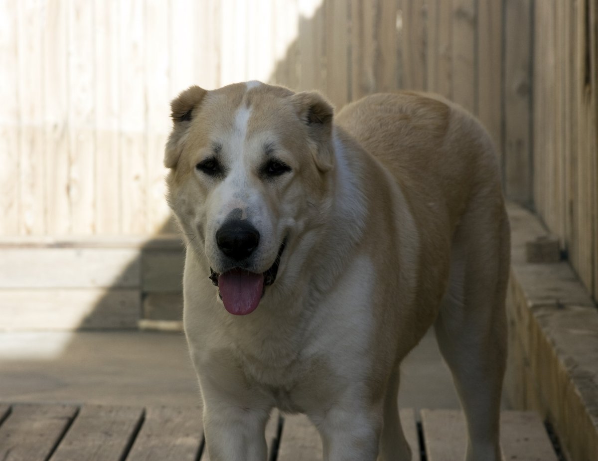 Щенки алабая