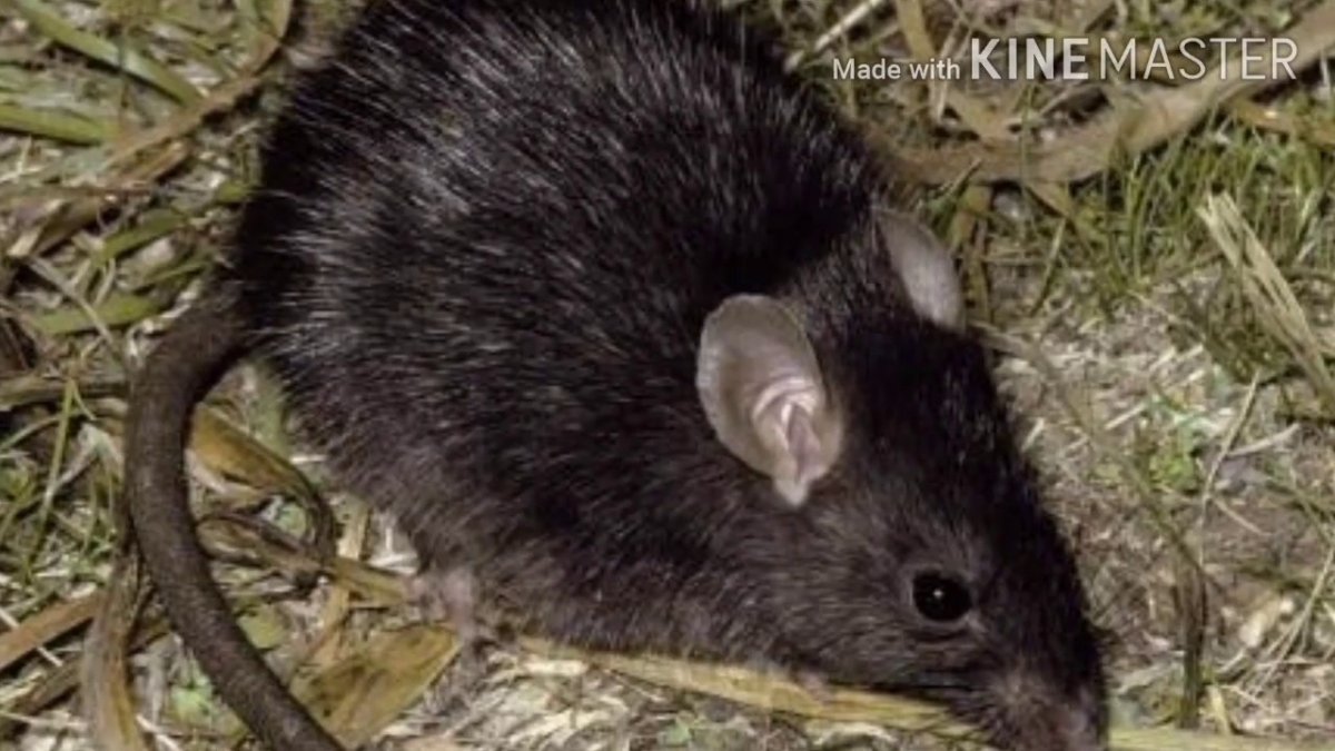 Кротовидный Гофер