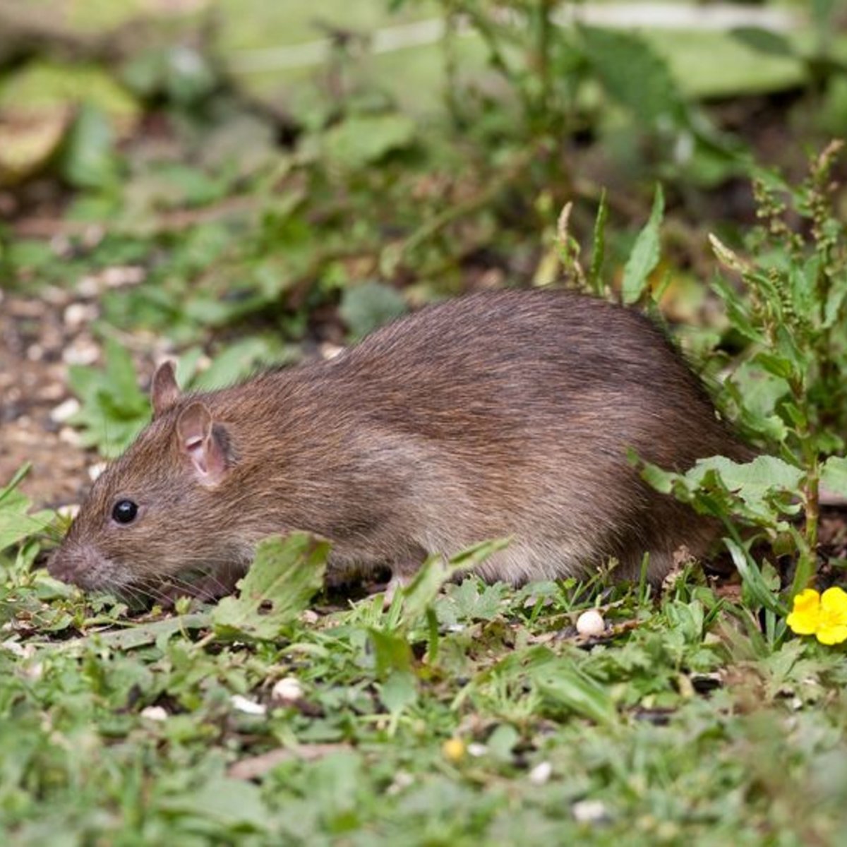 Обыкновенный хомяк карбыш
