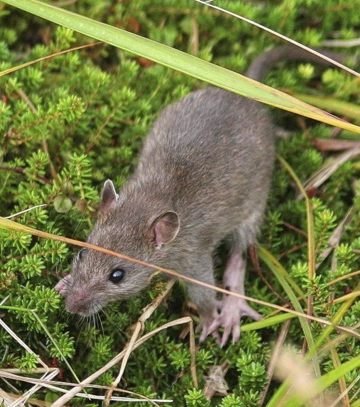 Черная крыса Океанская