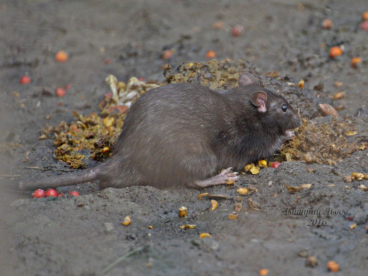 Садовая крыса