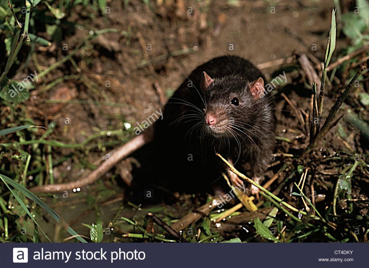 Лесная Земляная крыса