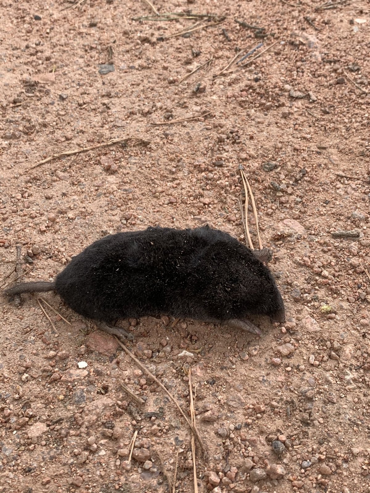 Крыса черная Дикая