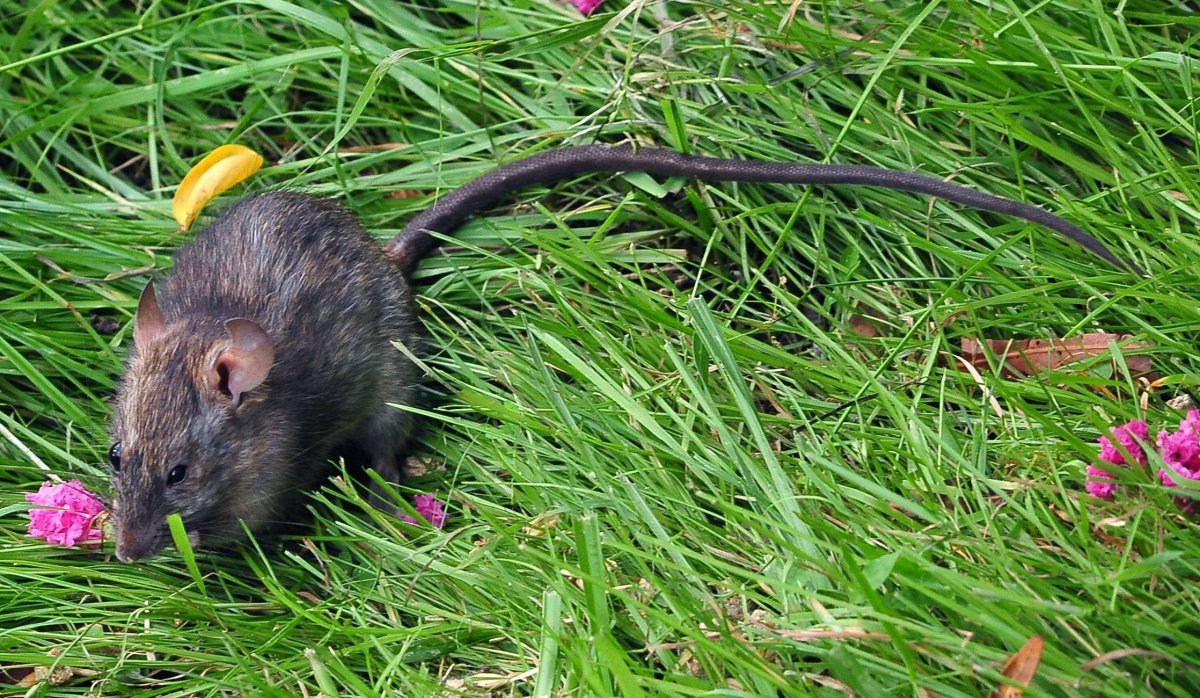 Ондатра мускусная крыса