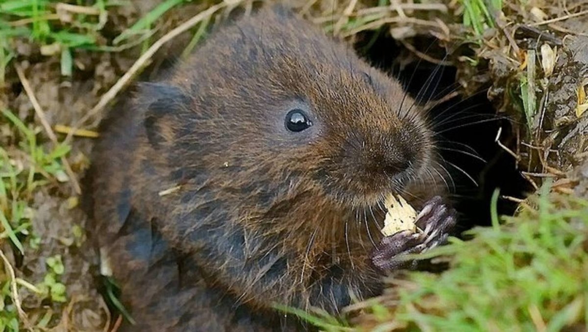 Земляная крыса