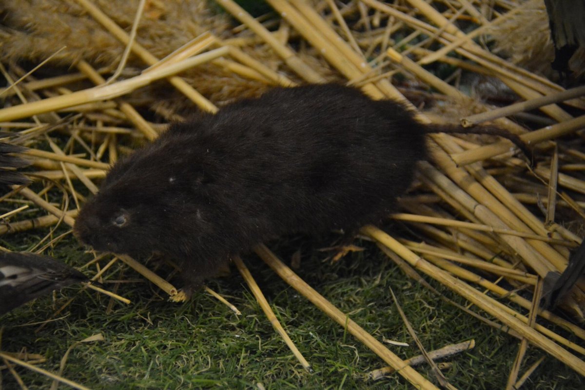 Синяя мышь животное