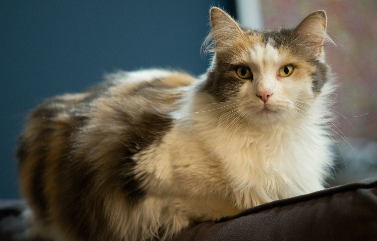 Рыжая черепаховая кошка