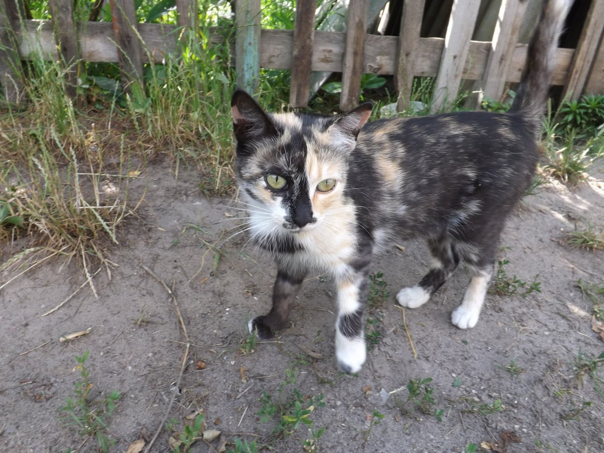 Рыже серая кошка