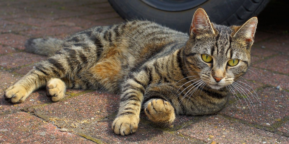 Дворовый кот