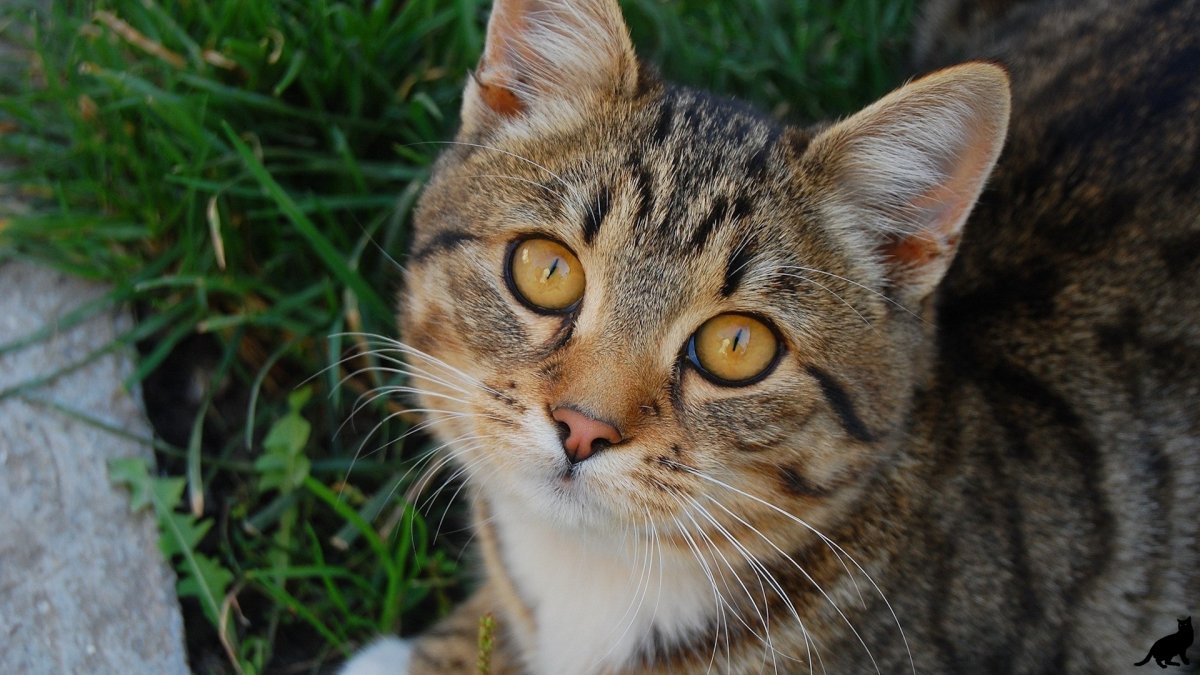 Дворовой кот полосатый