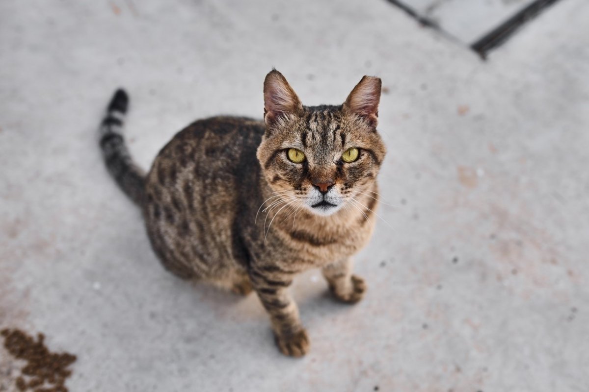 Кошки дворняжки красивые