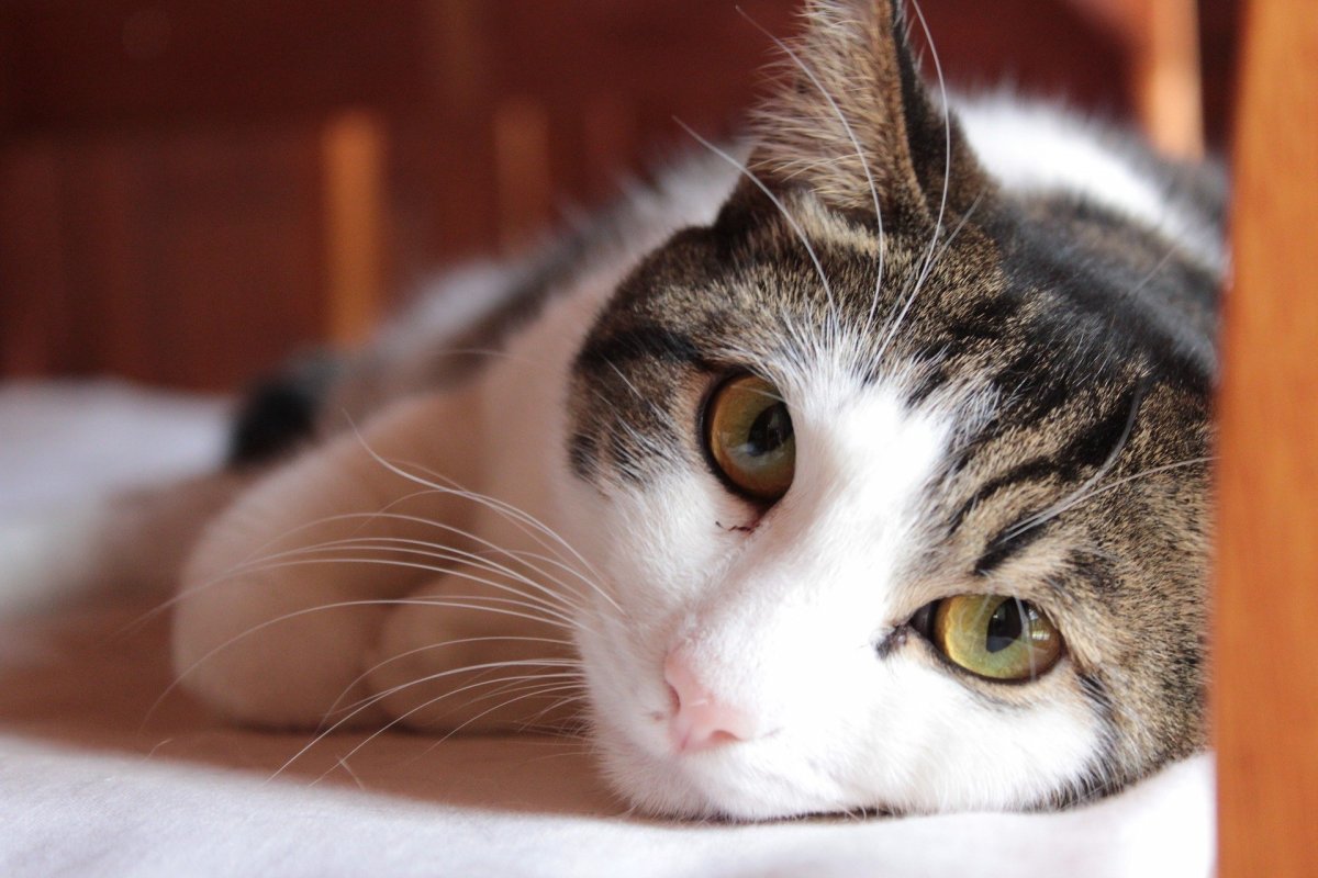 Дворняжка терьер