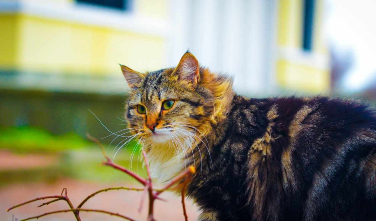 Полосатый кот беспородный