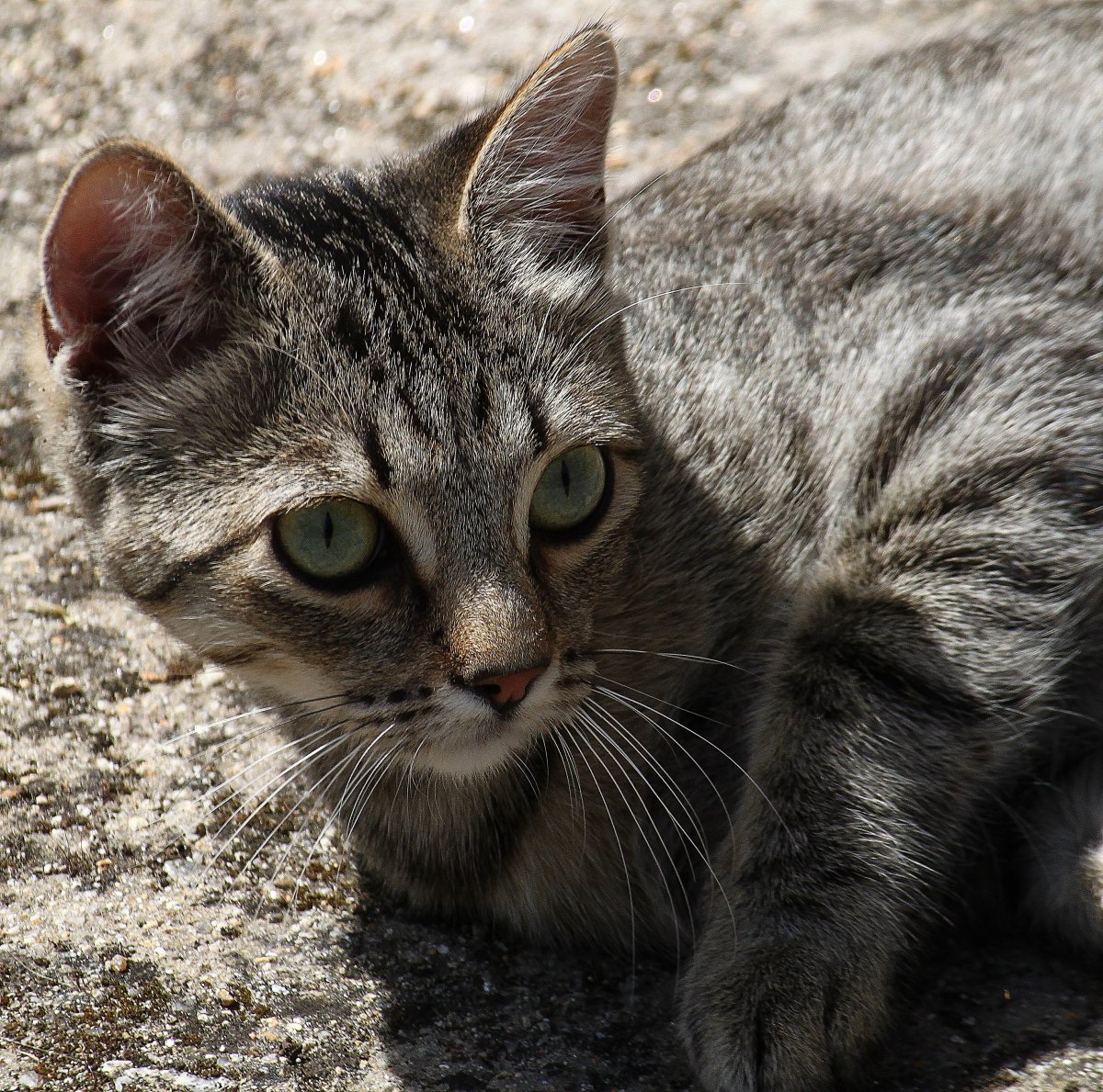 Маленькие котята мяукают