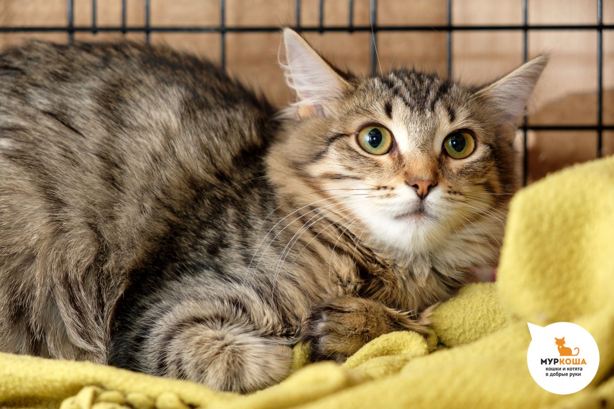 Обои для рабочего стола кошки самые лучшие