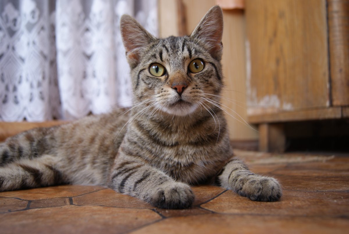 Дворовая кошка порода