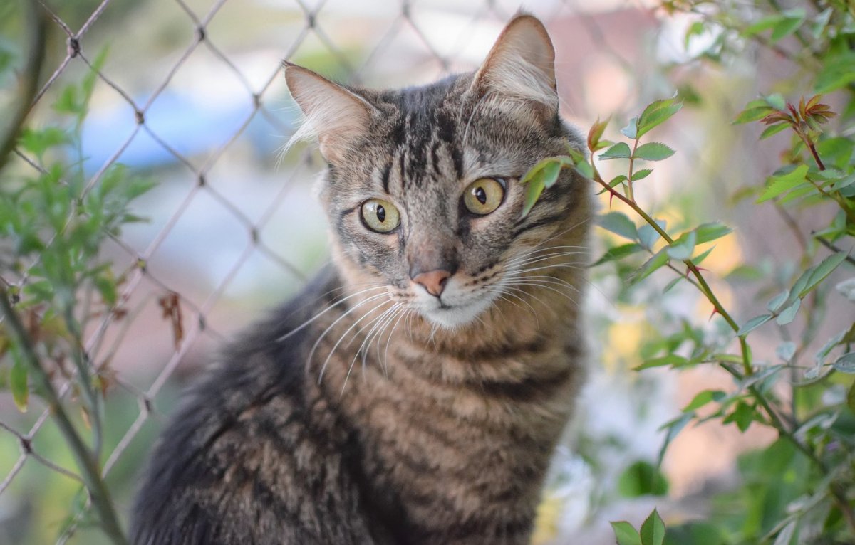 Рыжая кошка в шоке