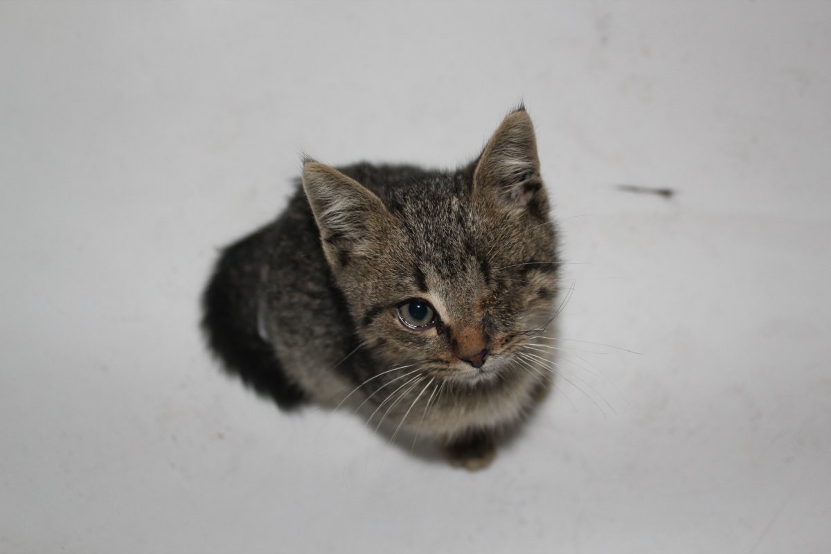 Котики смешные