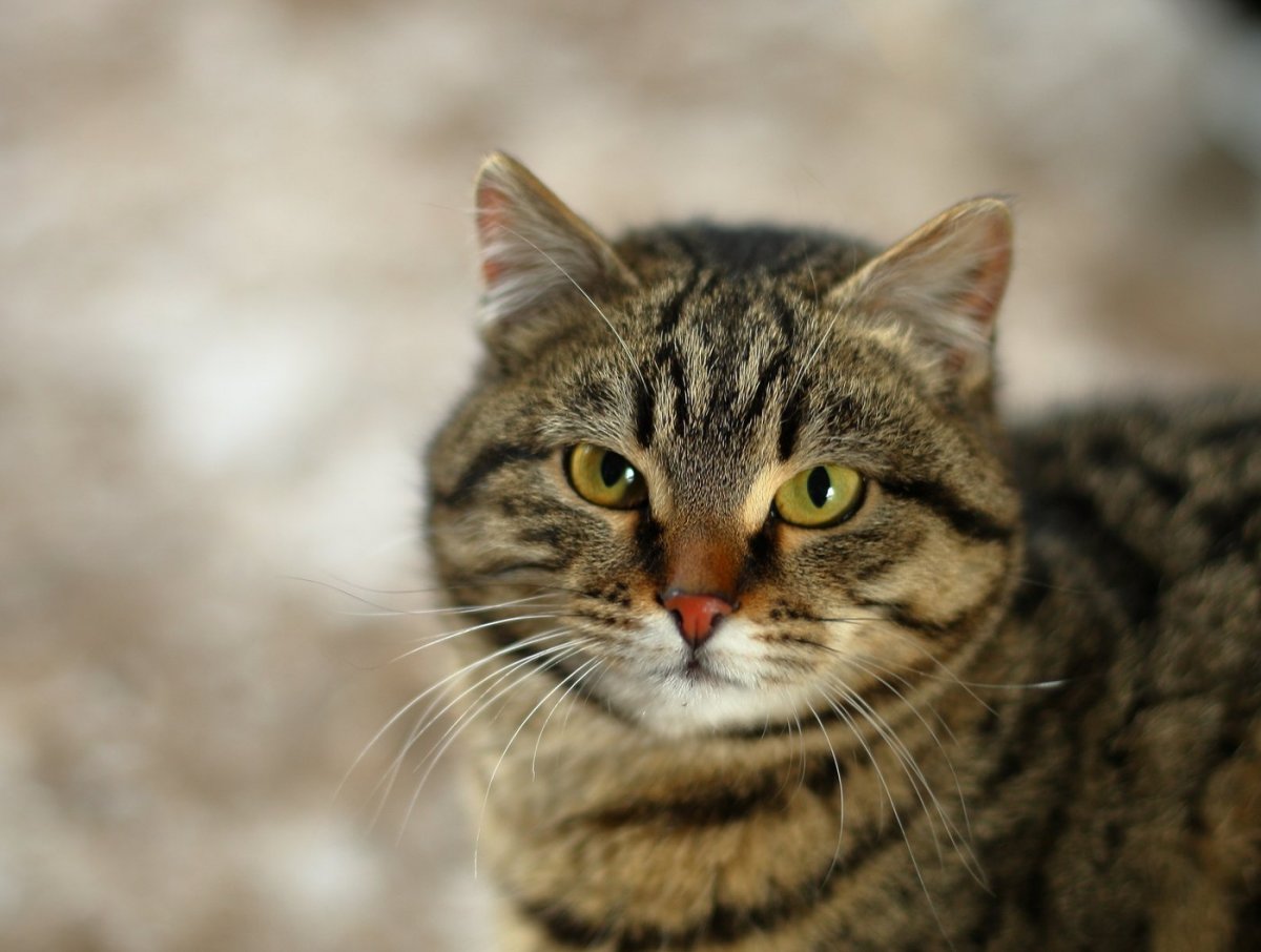 Обычный кот