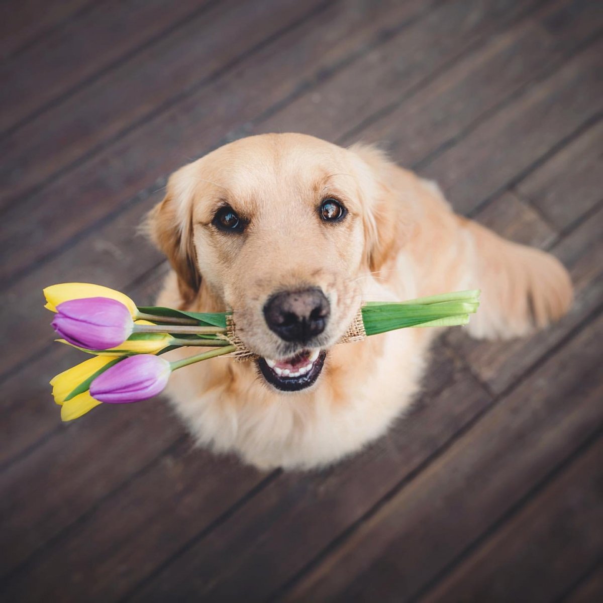 Собачка с цветком в зубах