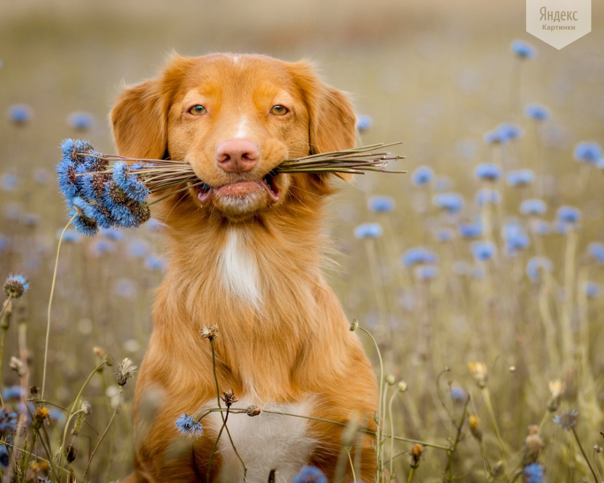 Хаски с розой