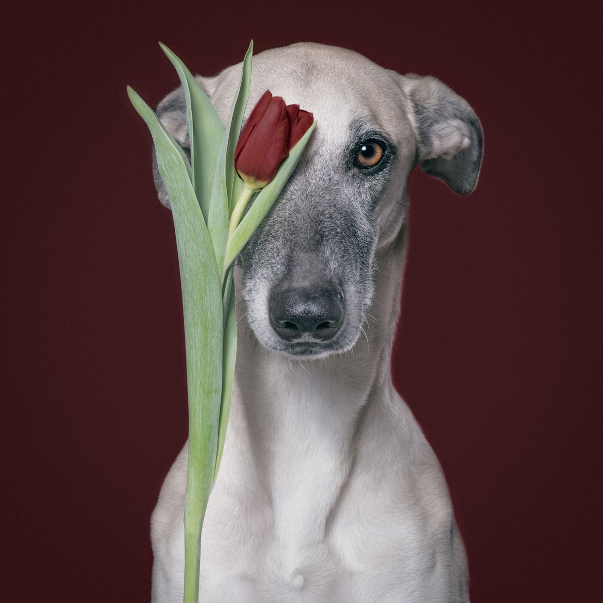 Собака с цветком в зубах