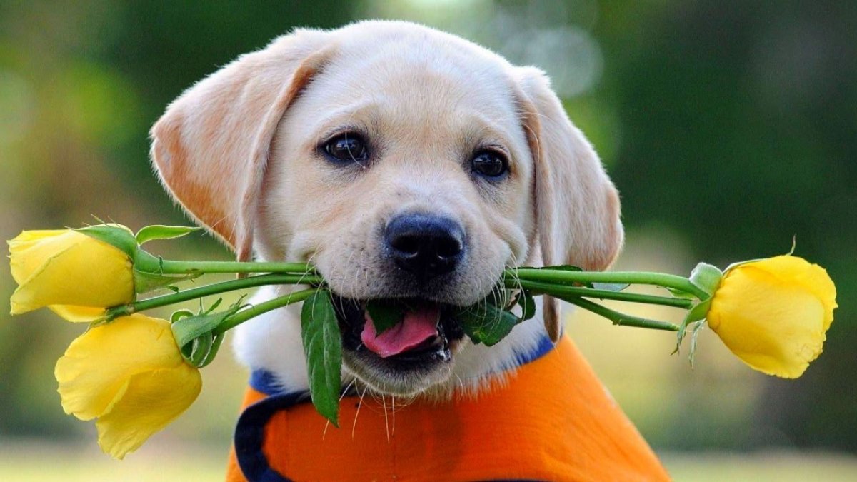 Джек Рассел марта