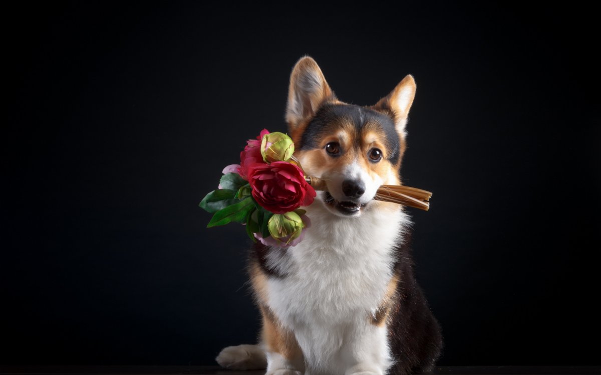 Собака в венке