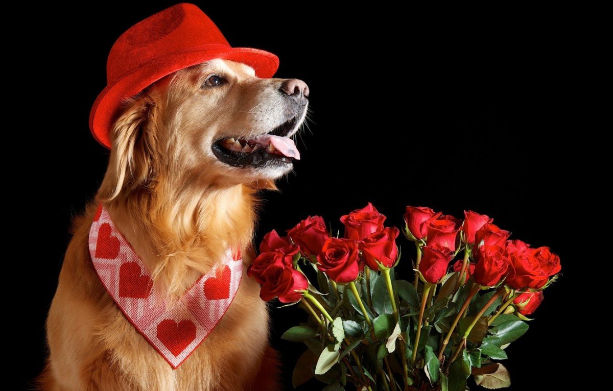 Собака с цветами в зубах