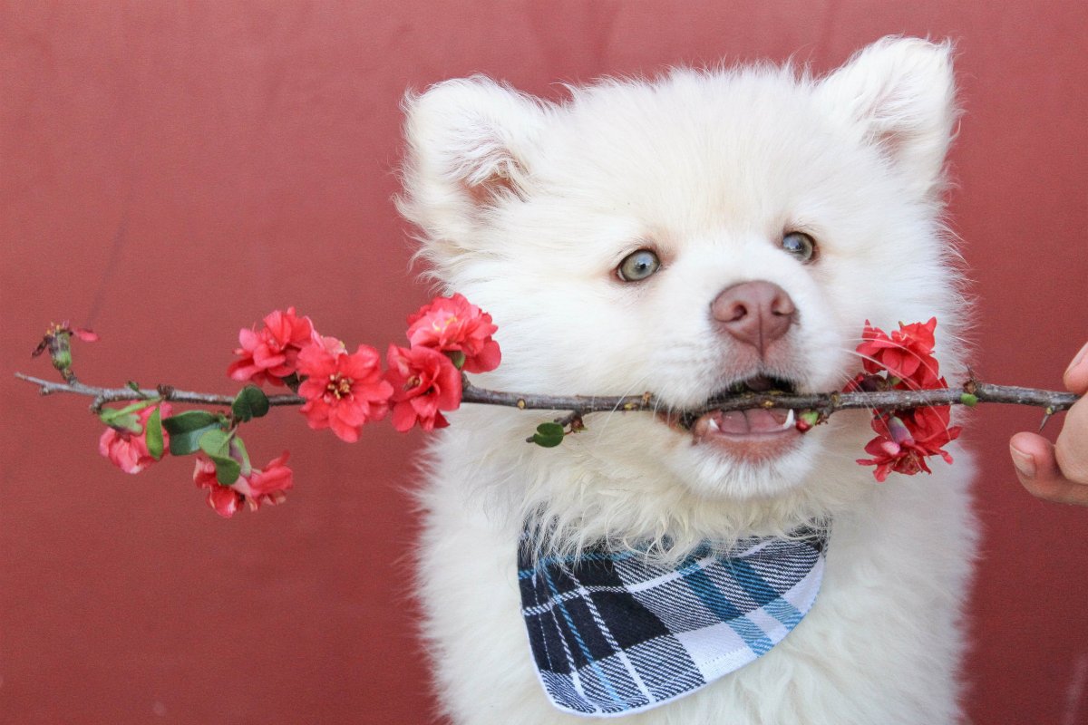 Собака с букетом цветов