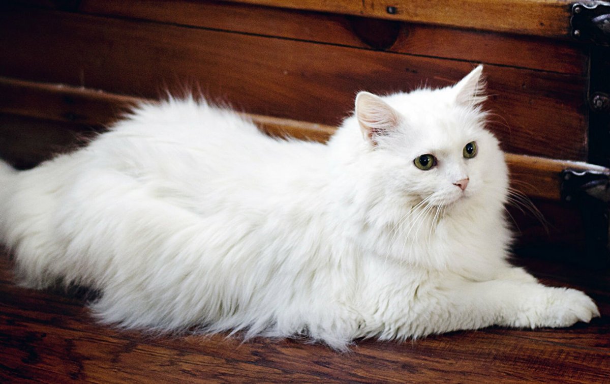 Белый котенок с зелеными глазами