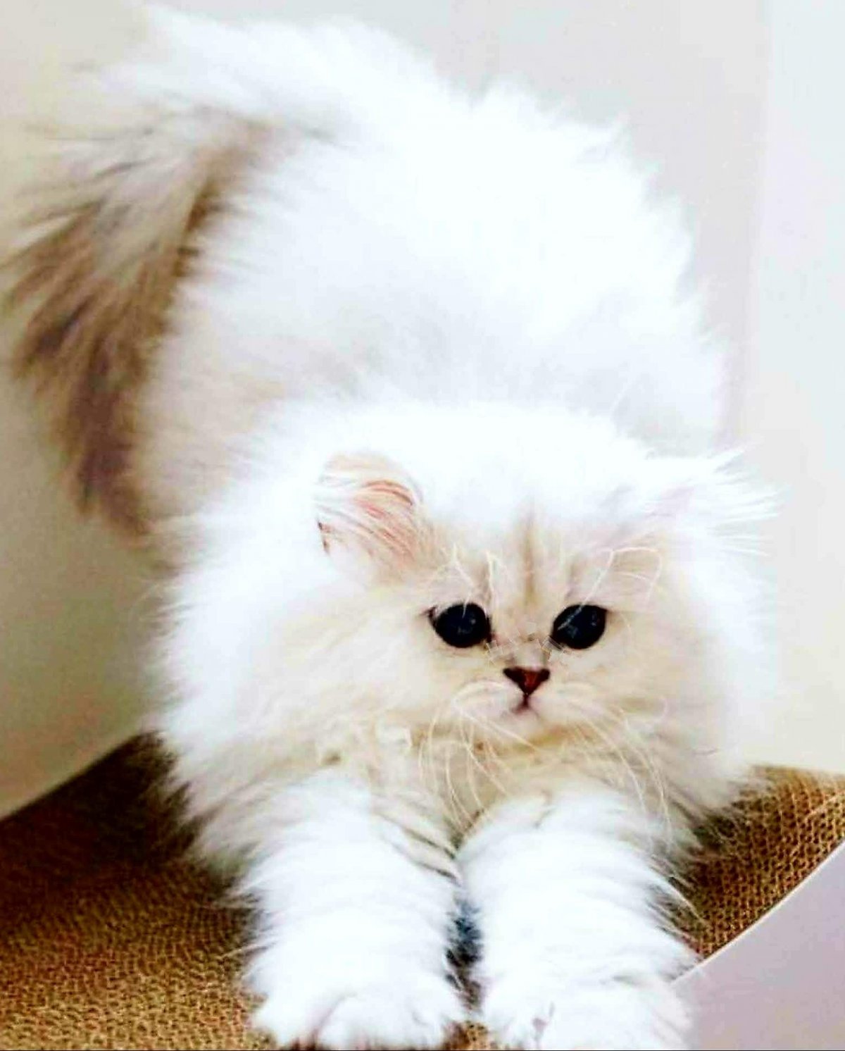 Белый котенок