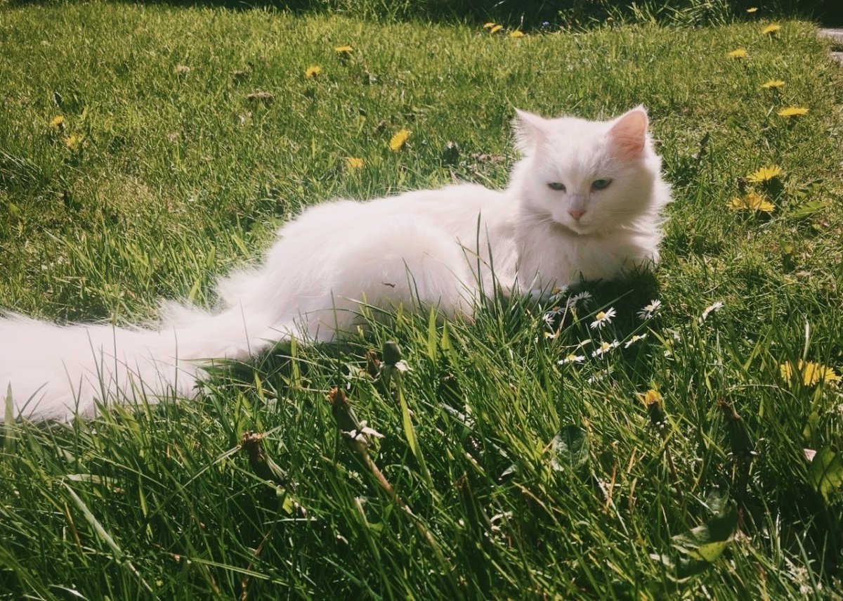 Фото киски милой белая улыбается