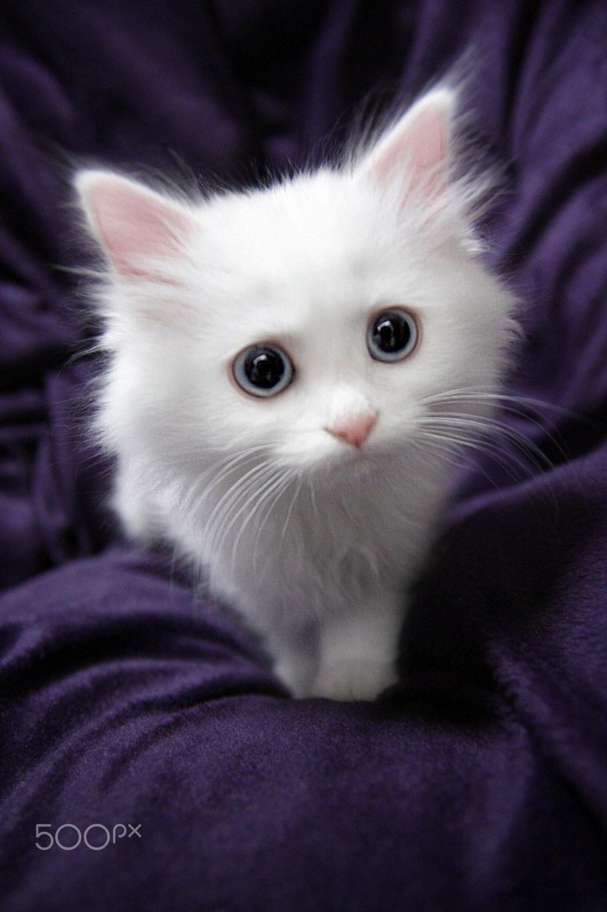 Турецкая ангора белая