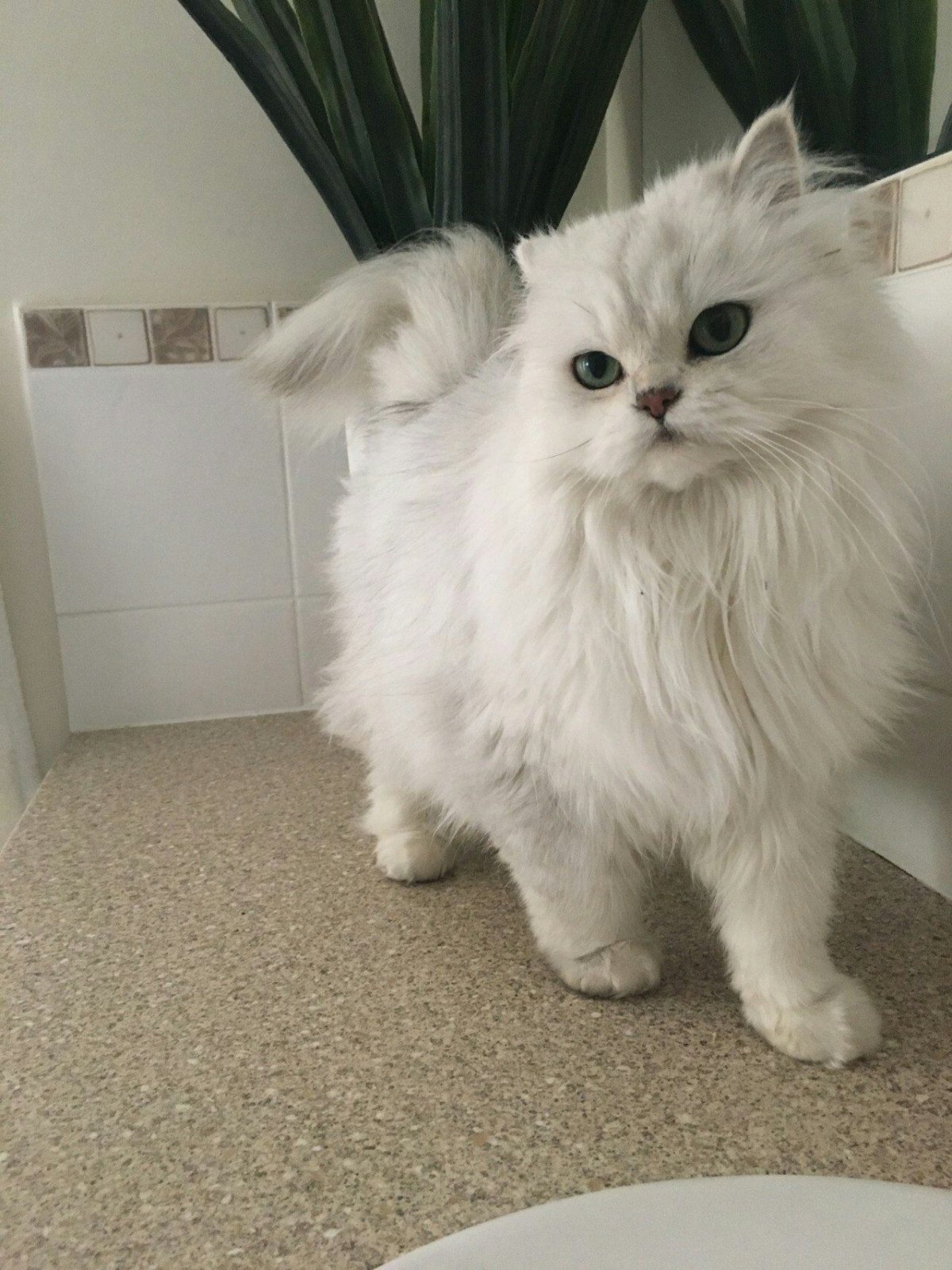 Белый пушистый котенок с голубыми глазами