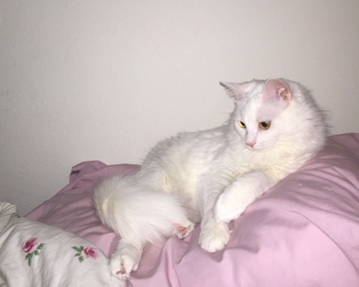 Персидская кошка альбинос