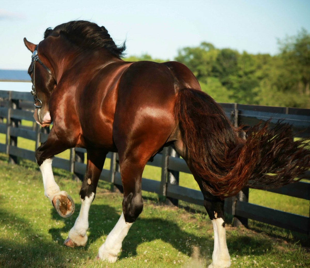 Самая толстая лошадь в мире