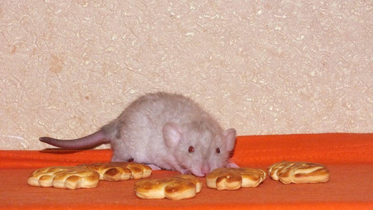 Окрас крыс дамбо
