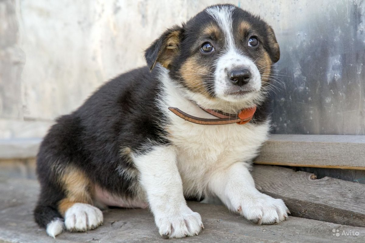 Беспородные щенки