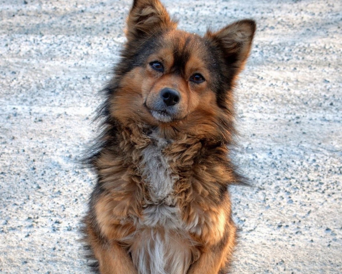 Дикая собака дворняга