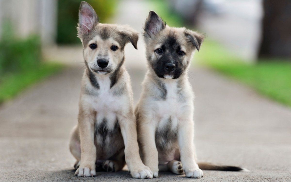 Дворняжка Рокки